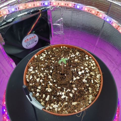 Lucia the 2nd growlog timeline photo