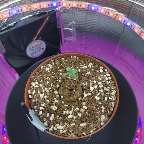 Lucia the 2nd growlog timeline photo