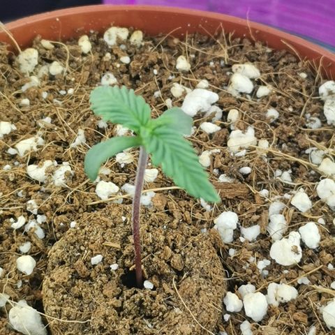 Lucia the 2nd growlog timeline photo