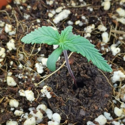 Lucia the 2nd growlog timeline photo