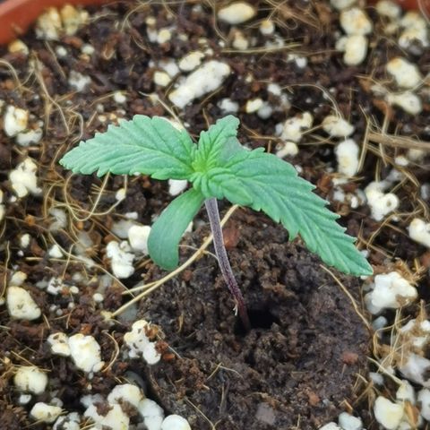 Lucia the 2nd growlog timeline photo