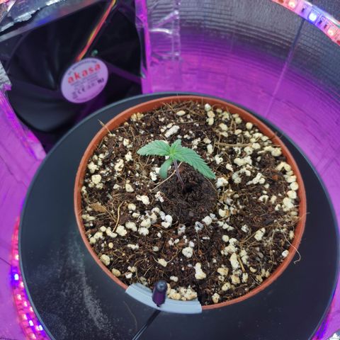 Lucia the 2nd growlog timeline photo