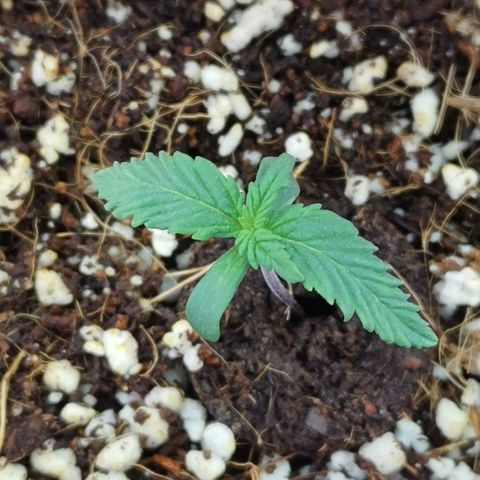 Lucia the 2nd growlog timeline photo