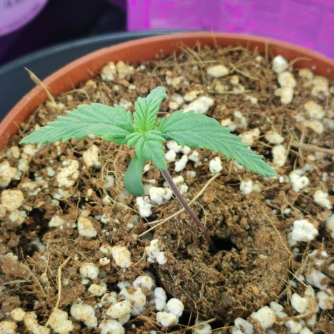 Lucia the 2nd growlog timeline photo