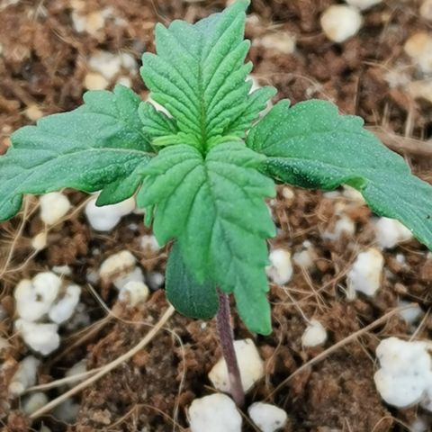 Lucia the 2nd growlog timeline photo