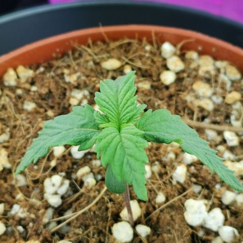 Lucia the 2nd growlog timeline photo