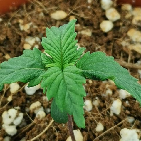 Lucia the 2nd growlog timeline photo