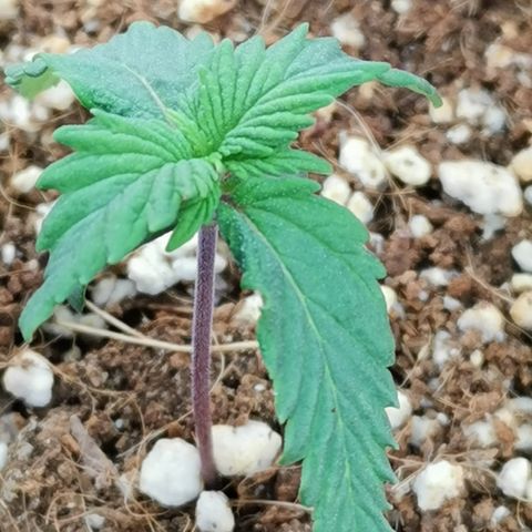 Lucia the 2nd growlog timeline photo