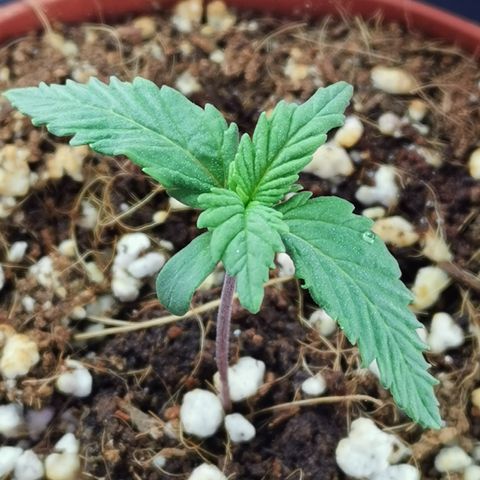 Lucia the 2nd growlog timeline photo