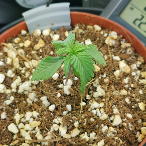 Lucia the 2nd growlog timeline photo