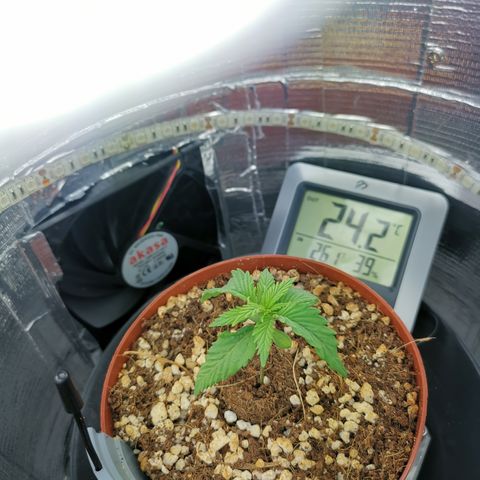 Lucia the 2nd growlog timeline photo