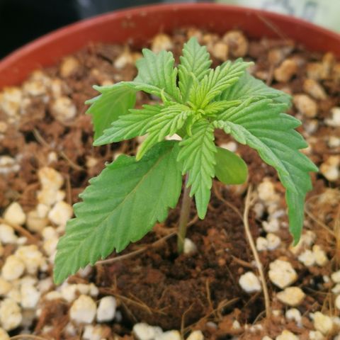 Lucia the 2nd growlog timeline photo
