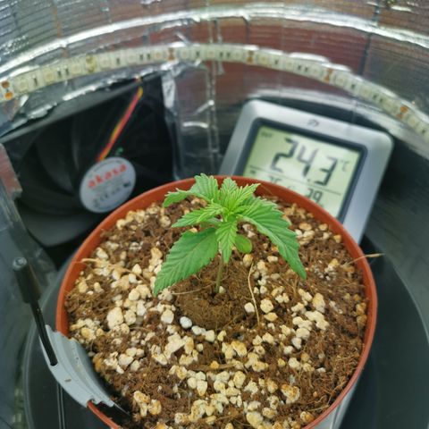 Lucia the 2nd growlog timeline photo
