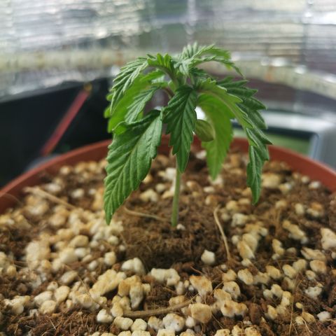 Lucia the 2nd growlog timeline photo