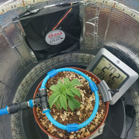 Lucia the 2nd growlog timeline photo