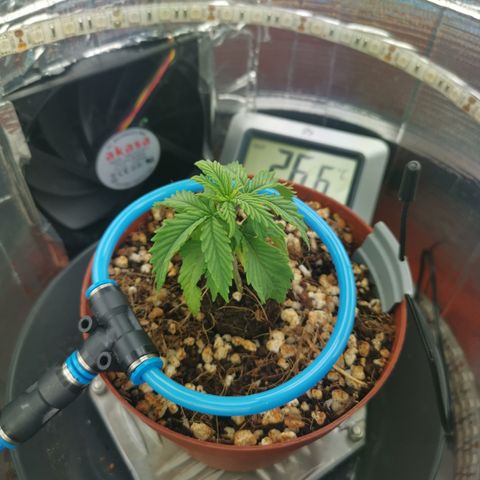 Lucia the 2nd growlog timeline photo
