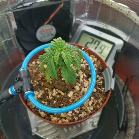 Lucia the 2nd growlog timeline photo