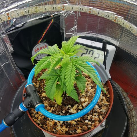 Lucia the 2nd growlog timeline photo