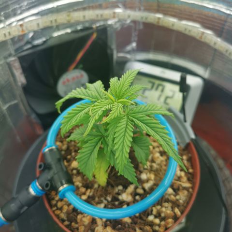 Lucia the 2nd growlog timeline photo