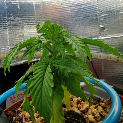 Lucia the 2nd growlog timeline photo