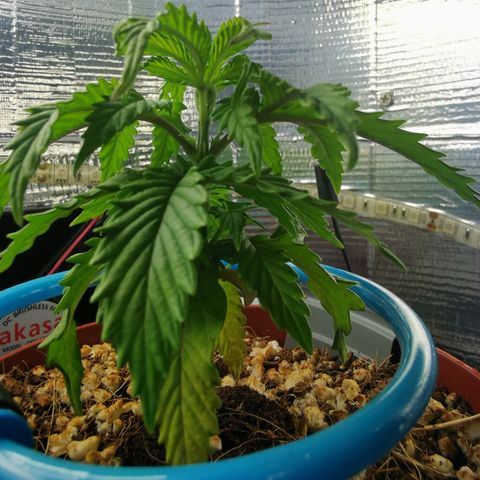 Lucia the 2nd growlog timeline photo