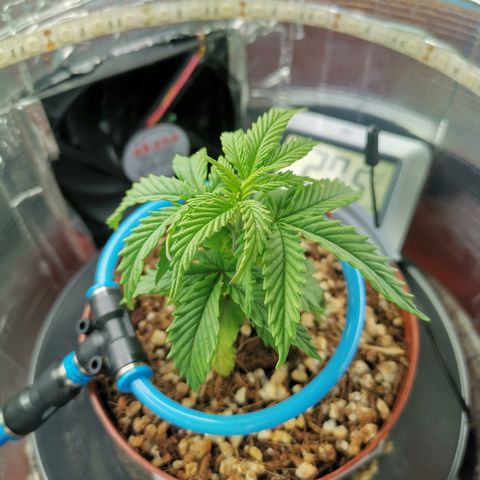 Lucia the 2nd growlog timeline photo