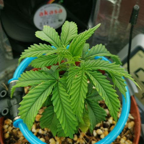 Lucia the 2nd growlog timeline photo