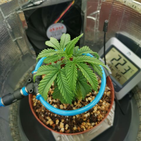 Lucia the 2nd growlog timeline photo