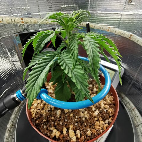 Lucia the 2nd growlog timeline photo