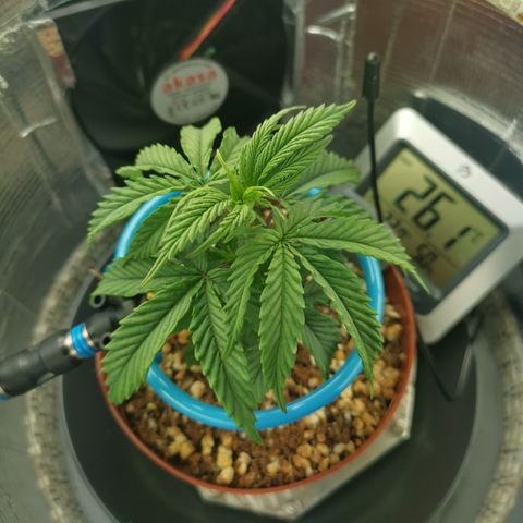 Lucia the 2nd growlog timeline photo