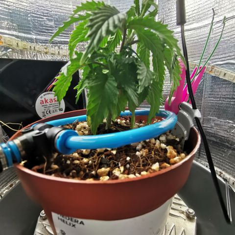 Lucia the 2nd growlog photo: LST startet