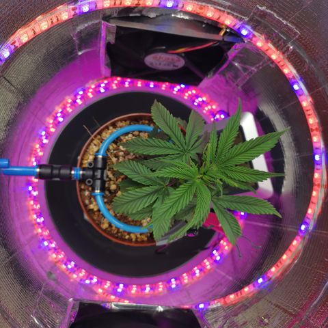Lucia the 2nd growlog timeline photo