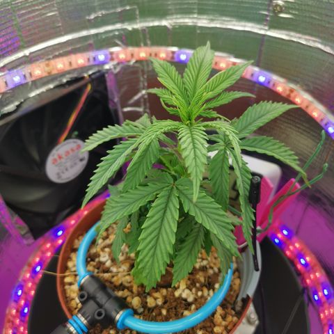 Lucia the 2nd growlog timeline photo
