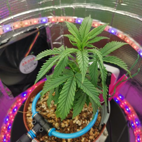 Lucia the 2nd growlog timeline photo