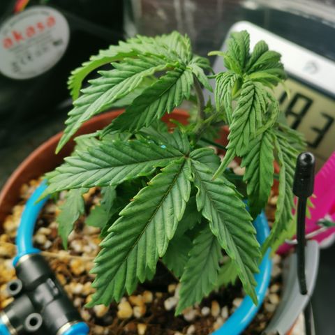 Lucia the 2nd growlog photo: LST startet