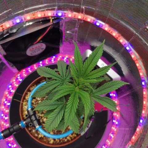 Lucia the 2nd growlog timeline photo