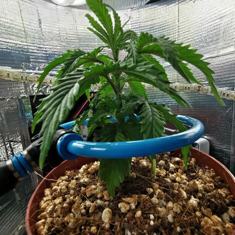 Lucia the 2nd growlog photo: LST startet