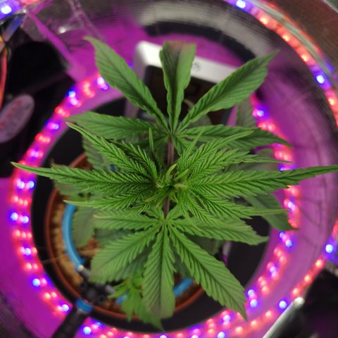 Lucia the 2nd growlog timeline photo