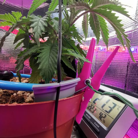 Lucia the 2nd growlog timeline photo