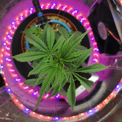 Lucia the 2nd growlog timeline photo