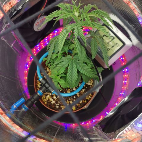 Lucia the 2nd growlog photo: Satt opp ScrOG og flyttet LST-band lenger opp for mer bøy