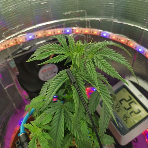 Lucia the 2nd growlog timeline photo