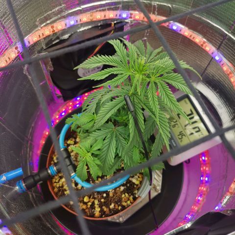 Lucia the 2nd growlog timeline photo