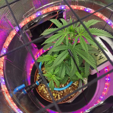 Lucia the 2nd growlog timeline photo
