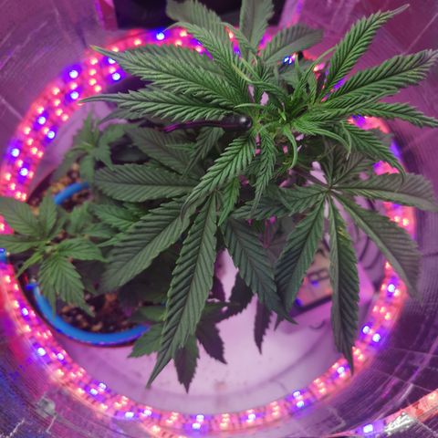 Lucia the 2nd growlog timeline photo