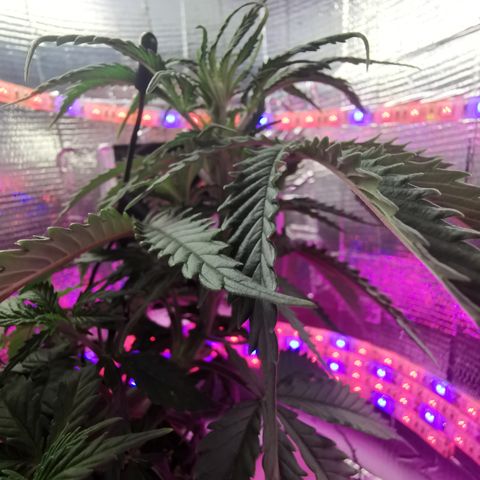 Lucia the 2nd growlog timeline photo