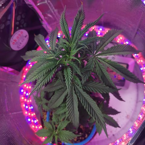Lucia the 2nd growlog timeline photo