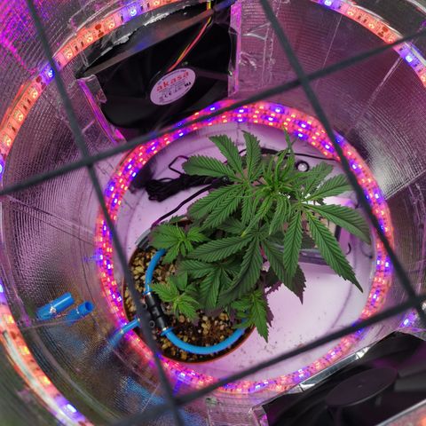 Lucia the 2nd growlog timeline photo