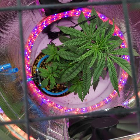 Lucia the 2nd growlog timeline photo