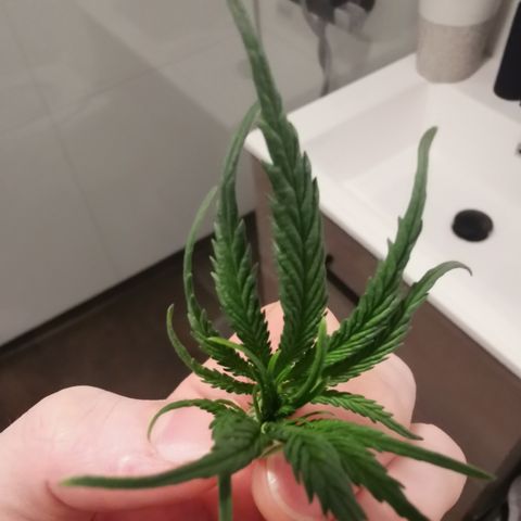 Lucia the 2nd growlog timeline photo